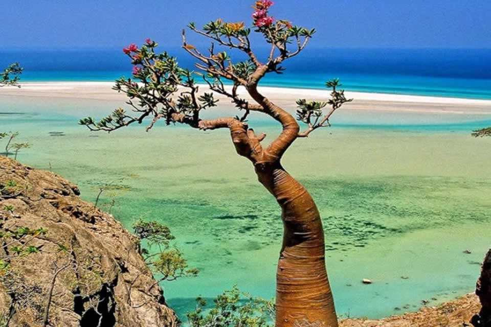 L’Ile de Socotra